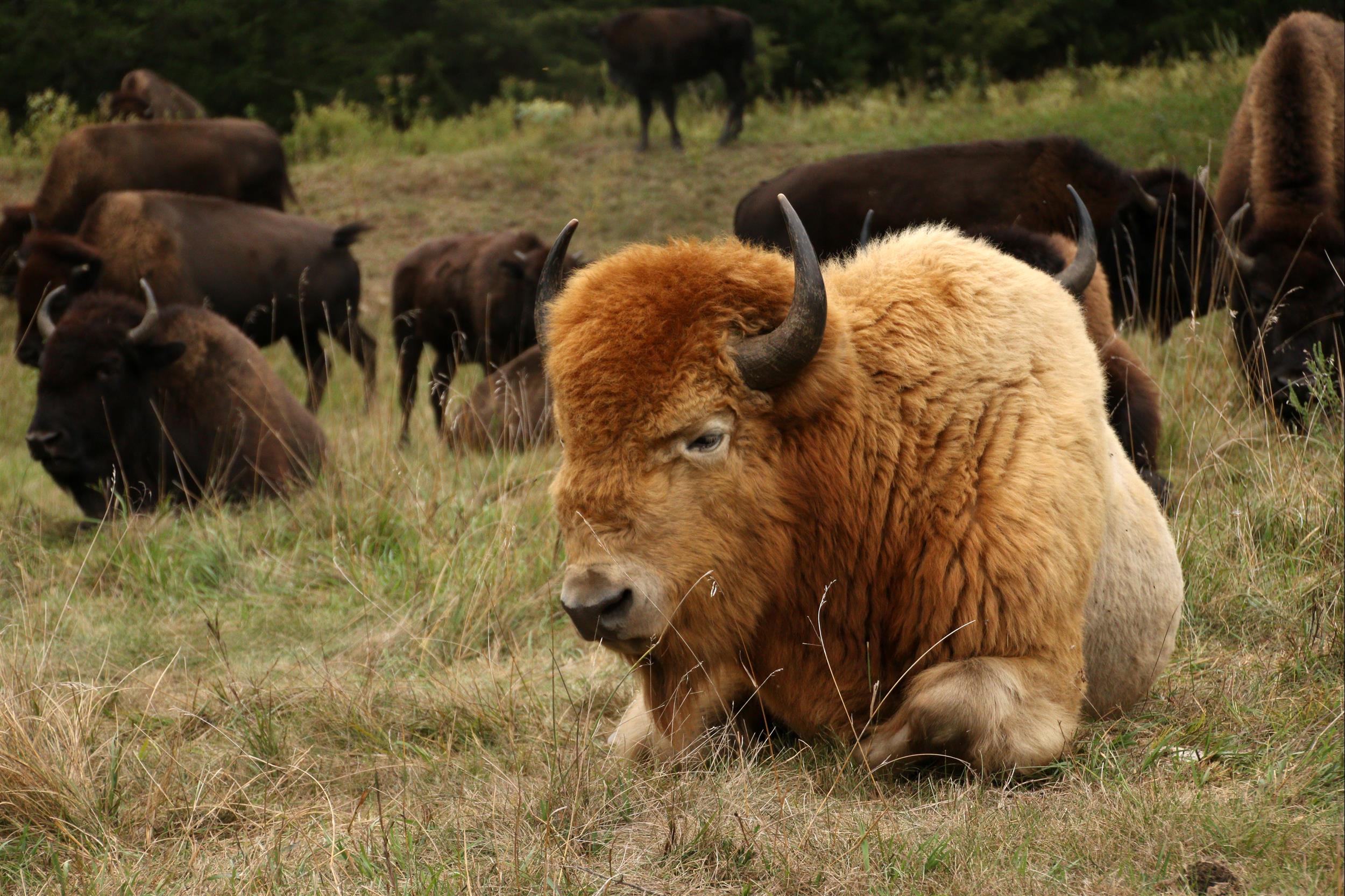 Trophy Blonde bison